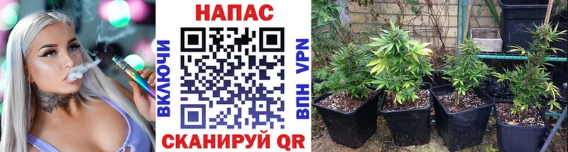 Канабис ГИДРОПОН  Старая Русса 